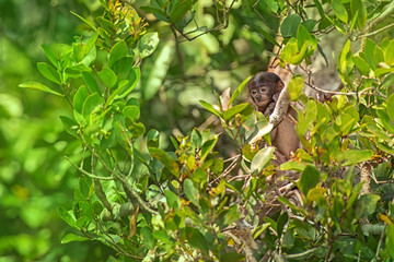 Obraz premium Proboscis monkey (Nasalis larvatus) - long-nosed monkey (dutch monkey) in his natural environment in the rainforest on Borneo (Kalimantan) island with trees and palms behind