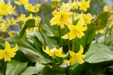 Erythronium pagoda or dog`s tooth violet yellow flowers with green