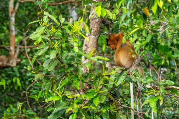  Proboscis monkey (Nasalis larvatus) - long-nosed monkey (dutch monkey) in his natural environment in the rainforest on Borneo (Kalimantan) island with trees and palms behind