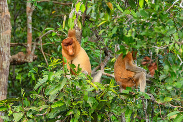 Fototapeta premium Proboscis monkey (Nasalis larvatus) - long-nosed monkey (dutch monkey) in his natural environment in the rainforest on Borneo (Kalimantan) island with trees and palms behind