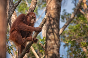 Orangutan (orang-utan) in his natural environment in the rainforest on Borneo (Kalimantan) island with trees and palms behind.