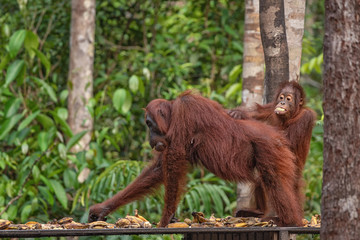 Orangutan (orang-utan) in his natural environment in the rainforest on Borneo (Kalimantan) island with trees and palms behind.