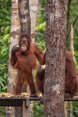 Orangutan (orang-utan) in his natural environment in the rainforest on Borneo (Kalimantan) island with trees and palms behind.