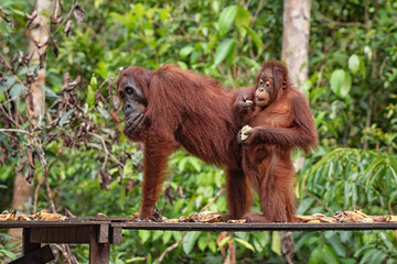 Orangutan (orang-utan) in his natural environment in the rainforest on Borneo (Kalimantan) island...