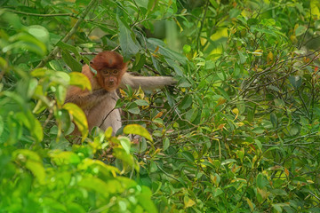 Proboscis monkey (Nasalis larvatus) - long-nosed monkey (dutch monkey) in his natural environment in the rainforest on Borneo (Kalimantan) island with trees and palms behind