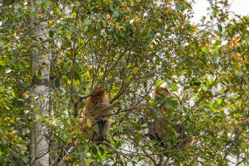 Proboscis monkey (Nasalis larvatus) - long-nosed monkey (dutch monkey) in his natural environment in the rainforest on Borneo (Kalimantan) island with trees and palms behind