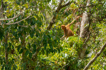 Proboscis monkey (Nasalis larvatus) - long-nosed monkey (dutch monkey) in his natural environment in the rainforest on Borneo (Kalimantan) island with trees and palms behind