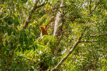 Proboscis monkey (Nasalis larvatus) - long-nosed monkey (dutch monkey) in his natural environment in the rainforest on Borneo (Kalimantan) island with trees and palms behind