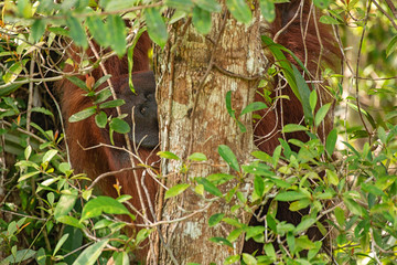 Orangutan (orang-utan) in his natural environment in the rainforest on Borneo (Kalimantan) island with trees and palms behind.