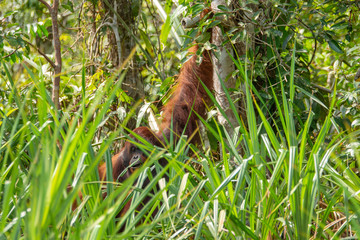 Fototapeta premium Orangutan (orang-utan) in his natural environment in the rainforest on Borneo (Kalimantan) island with trees and palms behind.