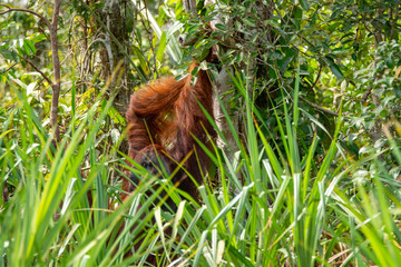 Orangutan (orang-utan) in his natural environment in the rainforest on Borneo (Kalimantan) island with trees and palms behind.