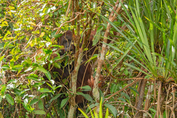 Orangutan (orang-utan) in his natural environment in the rainforest on Borneo (Kalimantan) island with trees and palms behind.