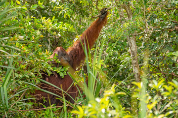 Orangutan (orang-utan) in his natural environment in the rainforest on Borneo (Kalimantan) island with trees and palms behind.