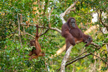 Orangutan (orang-utan) in his natural environment in the rainforest on Borneo (Kalimantan) island with trees and palms behind.