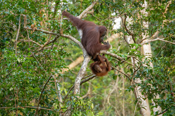 Orangutan (orang-utan) in his natural environment in the rainforest on Borneo (Kalimantan) island with trees and palms behind.