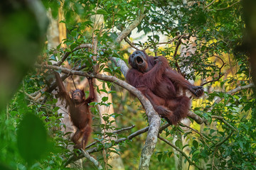 Orangutan (orang-utan) in his natural environment in the rainforest on Borneo (Kalimantan) island with trees and palms behind.