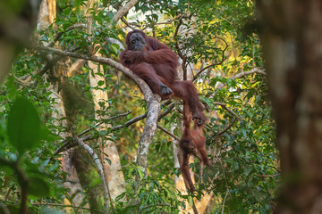 Orangutan (orang-utan) in his natural environment in the rainforest on Borneo (Kalimantan) island with trees and palms behind.