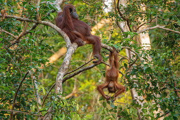 Orangutan (orang-utan) in his natural environment in the rainforest on Borneo (Kalimantan) island with trees and palms behind.