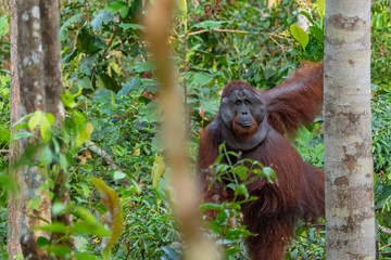 Orangutan (orang-utan) in his natural environment in the rainforest on Borneo (Kalimantan) island with trees and palms behind.
