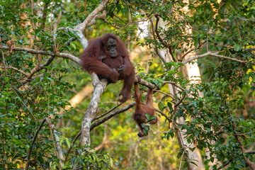 Orangutan (orang-utan) in his natural environment in the rainforest on Borneo (Kalimantan) island with trees and palms behind.