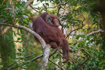 Orangutan (orang-utan) in his natural environment in the rainforest on Borneo (Kalimantan) island with trees and palms behind.