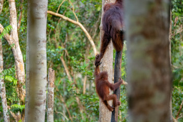 Fototapeta na wymiar Orangutan (orang-utan) in his natural environment in the rainforest on Borneo (Kalimantan) island with trees and palms behind.