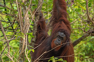 Fototapeta premium Orangutan (orang-utan) in his natural environment in the rainforest on Borneo (Kalimantan) island with trees and palms behind.