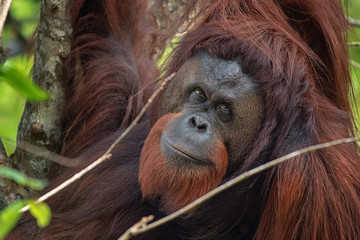 Orangutan (orang-utan) in his natural environment in the rainforest on Borneo (Kalimantan) island with trees and palms behind.