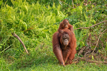 Orangutan (orang-utan) in his natural environment in the rainforest on Borneo (Kalimantan) island with trees and palms behind. - obrazy, fototapety, plakaty
