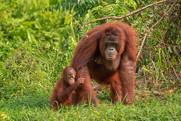 Obraz premium Orangutan (orang-utan) in his natural environment in the rainforest on Borneo (Kalimantan) island with trees and palms behind.