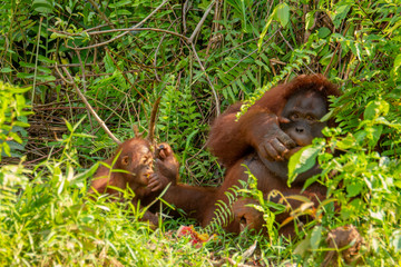 Orangutan (orang-utan) in his natural environment in the rainforest on Borneo (Kalimantan) island with trees and palms behind.