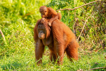 Orangutan (orang-utan) in his natural environment in the rainforest on Borneo (Kalimantan) island with trees and palms behind.