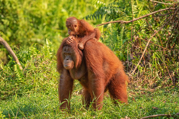 Orangutan (orang-utan) in his natural environment in the rainforest on Borneo (Kalimantan) island with trees and palms behind.