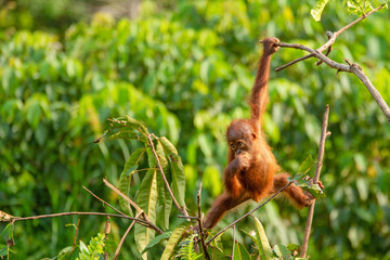 Orangutan (orang-utan) in his natural environment in the rainforest on Borneo (Kalimantan) island with trees and palms behind.