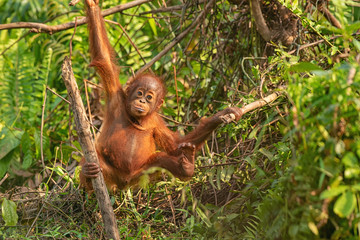 Orangutan (orang-utan) in his natural environment in the rainforest on Borneo (Kalimantan) island with trees and palms behind.