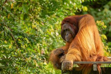 Orangutan (orang-utan) in his natural environment in the rainforest on Borneo (Kalimantan) island with trees and palms behind.