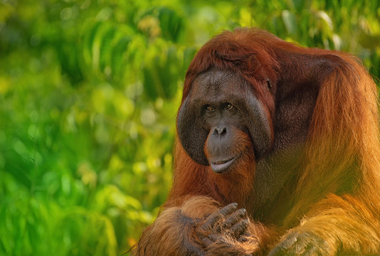 Orangutan (orang-utan) in his natural environment in the rainforest on Borneo (Kalimantan) island with trees and palms behind.