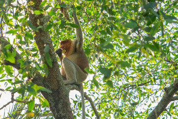 Fototapeta premium Proboscis monkey (Nasalis larvatus) - long-nosed monkey (dutch monkey) in his natural environment in the rainforest on Borneo (Kalimantan) island with trees and palms behind