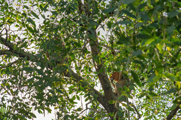 Proboscis monkey (Nasalis larvatus) - long-nosed monkey (dutch monkey) in his natural environment in the rainforest on Borneo (Kalimantan) island with trees and palms behind