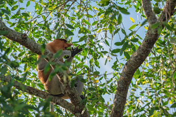 Proboscis monkey (Nasalis larvatus) - long-nosed monkey (dutch monkey) in his natural environment in the rainforest on Borneo (Kalimantan) island with trees and palms behind