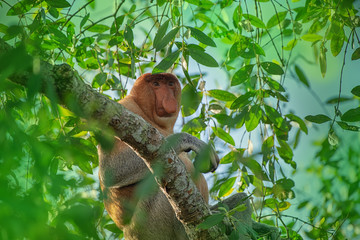 Fototapeta premium Proboscis monkey (Nasalis larvatus) - long-nosed monkey (dutch monkey) in his natural environment in the rainforest on Borneo (Kalimantan) island with trees and palms behind