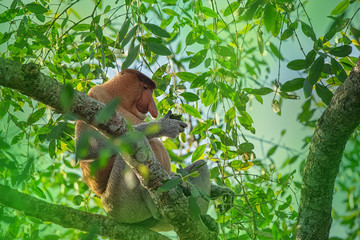 Proboscis monkey (Nasalis larvatus) - long-nosed monkey (dutch monkey) in his natural environment in the rainforest on Borneo (Kalimantan) island with trees and palms behind