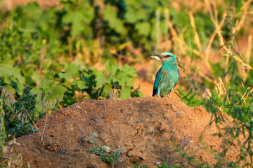 European roller or Coracias garrulus