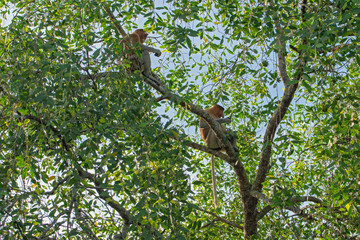 Proboscis monkey (Nasalis larvatus) - long-nosed monkey (dutch monkey) in his natural environment in the rainforest on Borneo (Kalimantan) island with trees and palms behind