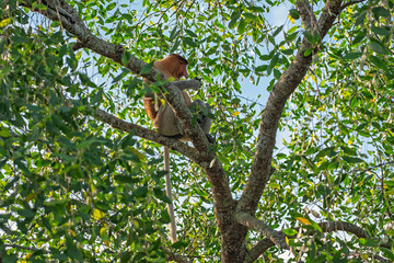 Proboscis monkey (Nasalis larvatus) - long-nosed monkey (dutch monkey) in his natural environment in the rainforest on Borneo (Kalimantan) island with trees and palms behind