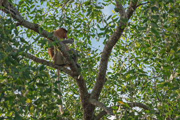 Naklejka na ściany i meble Proboscis monkey (Nasalis larvatus) - long-nosed monkey (dutch monkey) in his natural environment in the rainforest on Borneo (Kalimantan) island with trees and palms behind