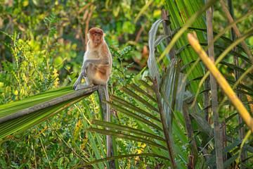 Fototapeta premium Proboscis monkey (Nasalis larvatus) - long-nosed monkey (dutch monkey) in his natural environment in the rainforest on Borneo (Kalimantan) island with trees and palms behind