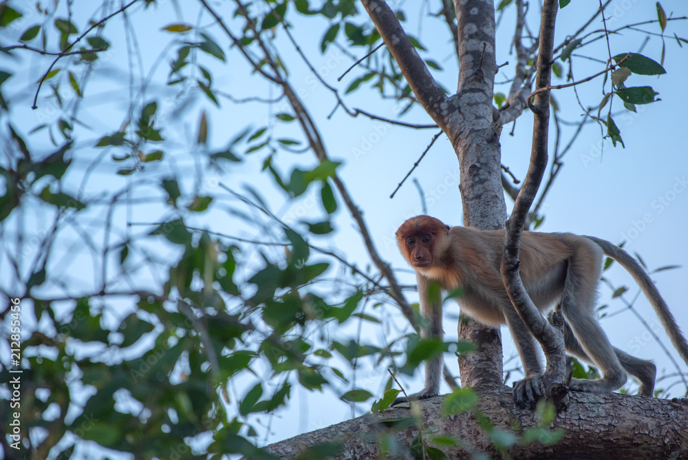 Wall mural proboscis monkey (nasalis larvatus) - long-nosed monkey (dutch monkey) in his natural environment in