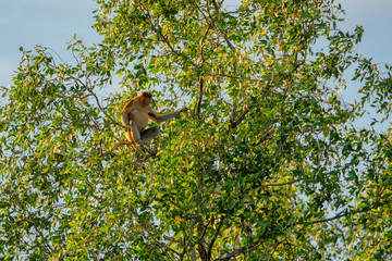 Proboscis monkey (Nasalis larvatus) - long-nosed monkey (dutch monkey) in his natural environment in the rainforest on Borneo (Kalimantan) island with trees and palms behind
