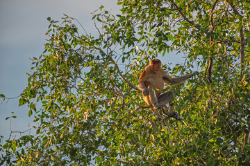 Proboscis monkey (Nasalis larvatus) - long-nosed monkey (dutch monkey) in his natural environment in the rainforest on Borneo (Kalimantan) island with trees and palms behind